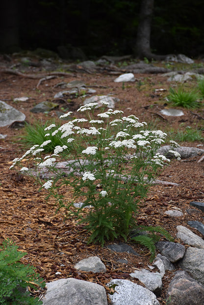 Common Yarrow