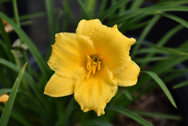 Stella-de-Oro-Daylily
