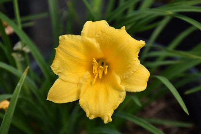 Stella-de-Oro-Daylily