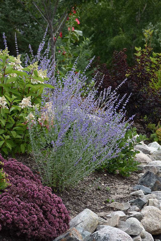 Little Spire Russian Sage