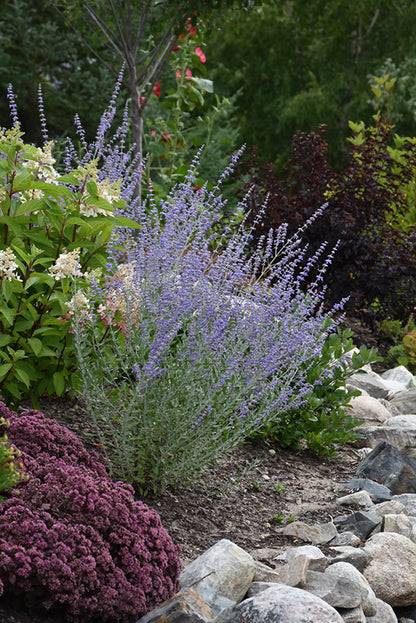 Little Spire Russian Sage