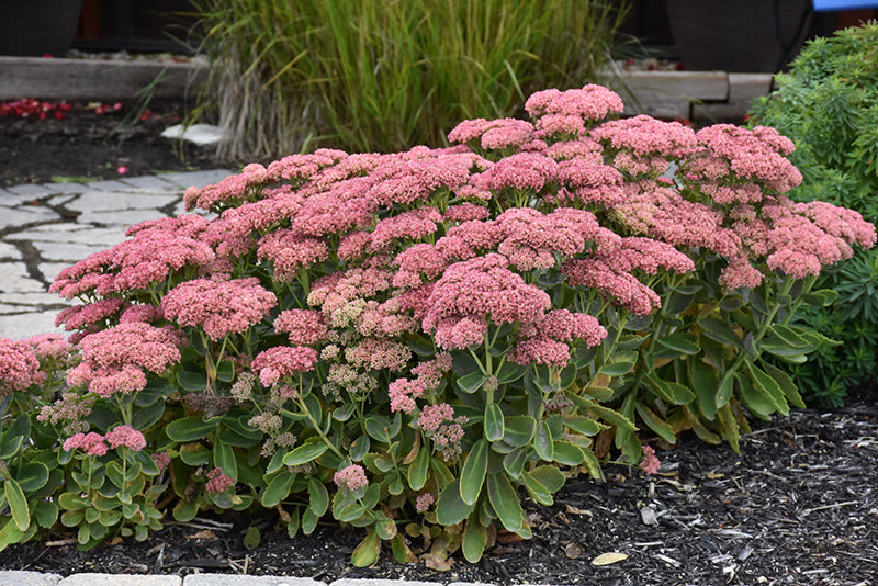 Autumn Fire Sedum (#1)