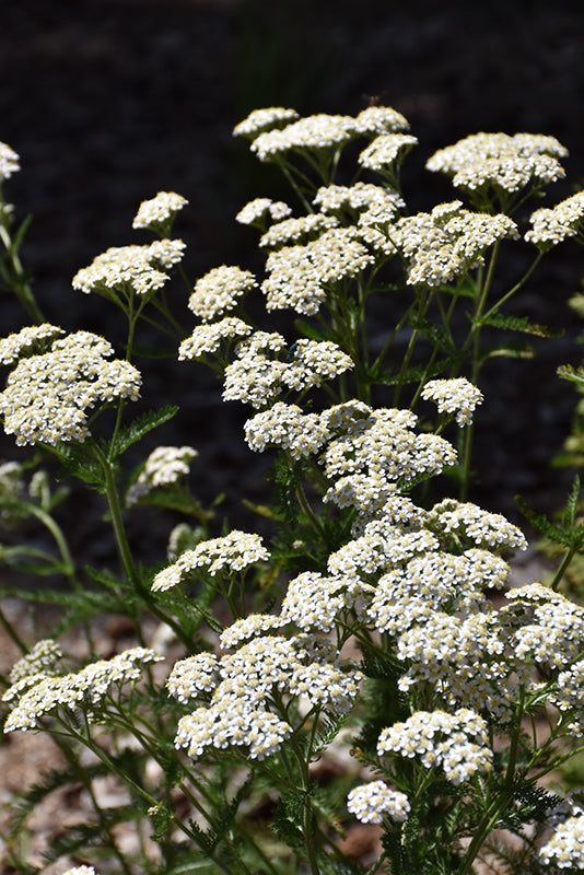 Common-Yarrow
