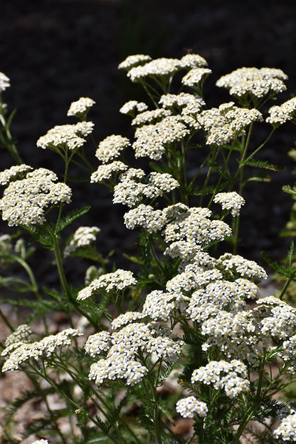 Common-Yarrow