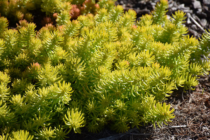 Angelina-Stonecrop