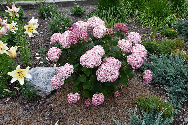 Incrediball® Blush Smooth Hydrangea