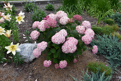 Incrediball® Blush Smooth Hydrangea