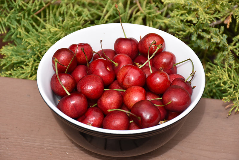 Sweetheart Cherry Tree