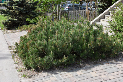 Pumillo Dwarf Mugo Pine