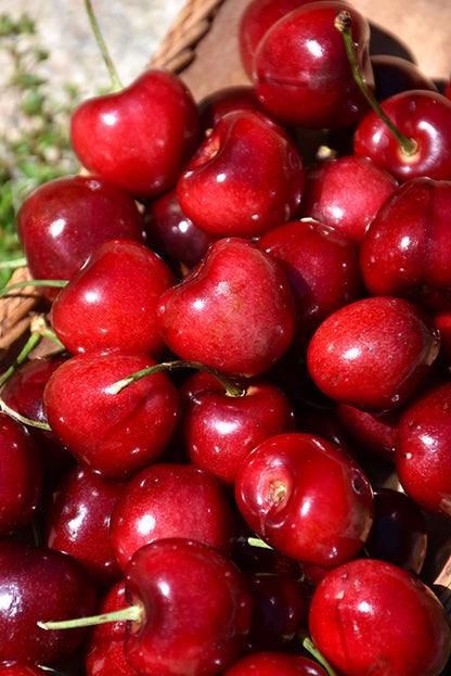 Sweetheart Cherry Tree