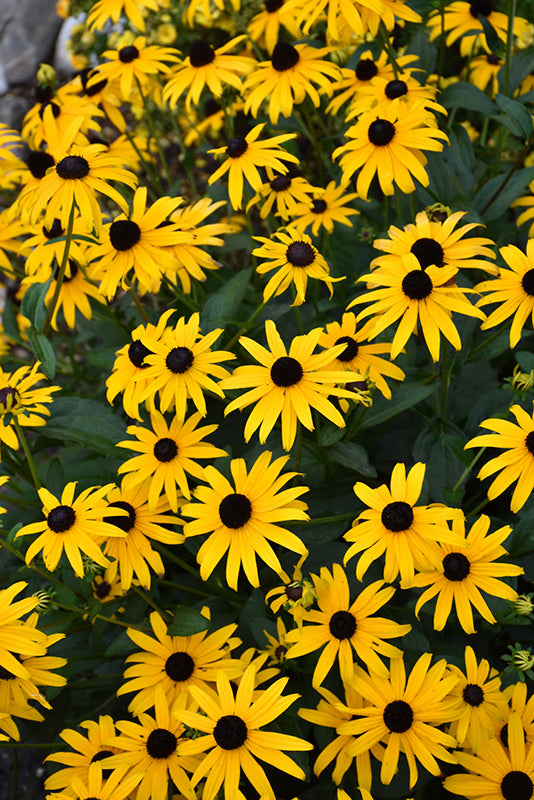 American-Gold-Rush-Coneflower