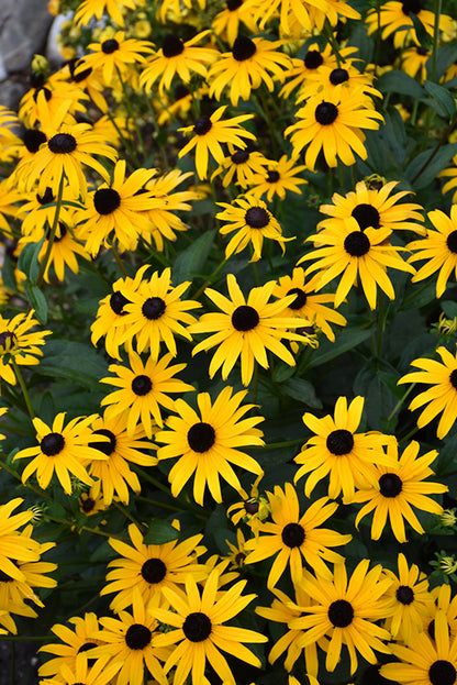 American-Gold-Rush-Coneflower