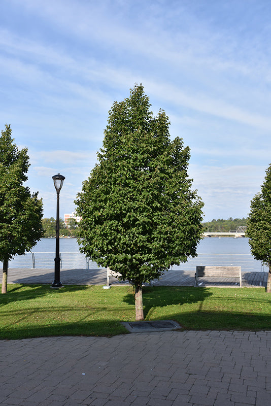 Greenspire-Linden