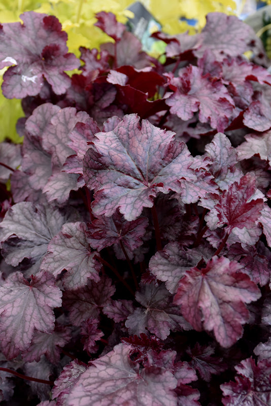 Plum-Pudding-Coral-Bells