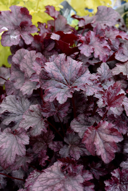 Plum-Pudding-Coral-Bells