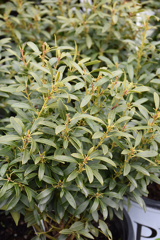 Gem Box® Inkberry Holly