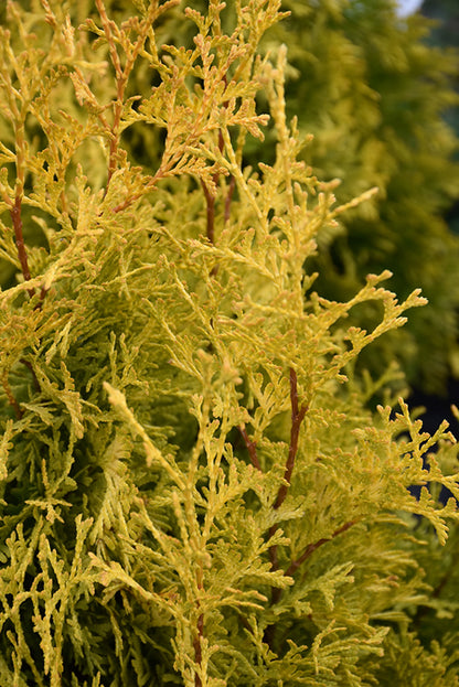 Highlights® Arborvitae