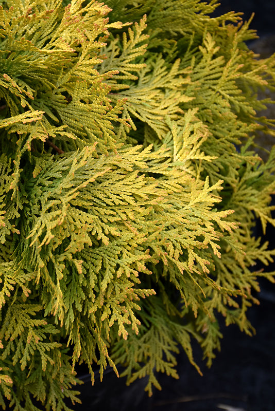 Golden Globe Arborvitae