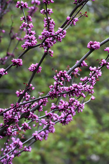 Merlot Redbud