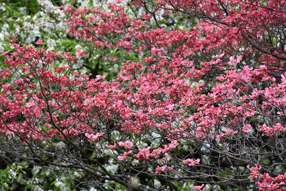 Cherokee Chief Dogwood