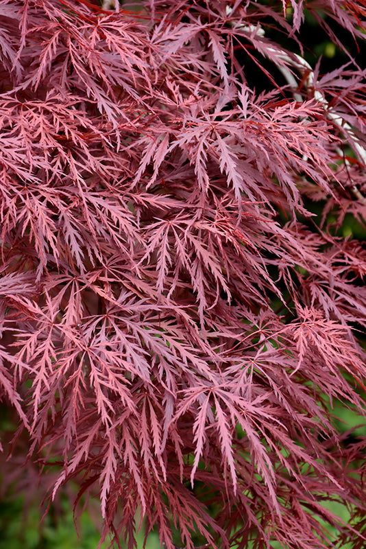 Red Dragon Japanese Maple