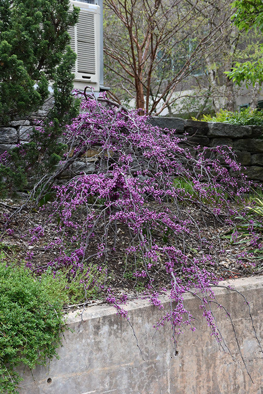Ruby-Falls-Redbud