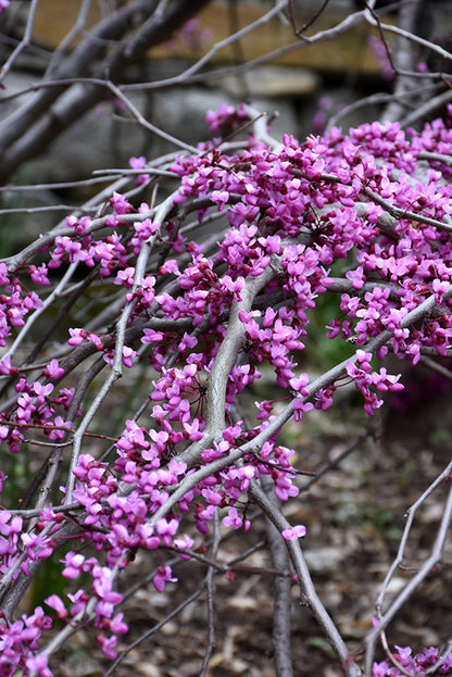 Ruby Falls Redbud