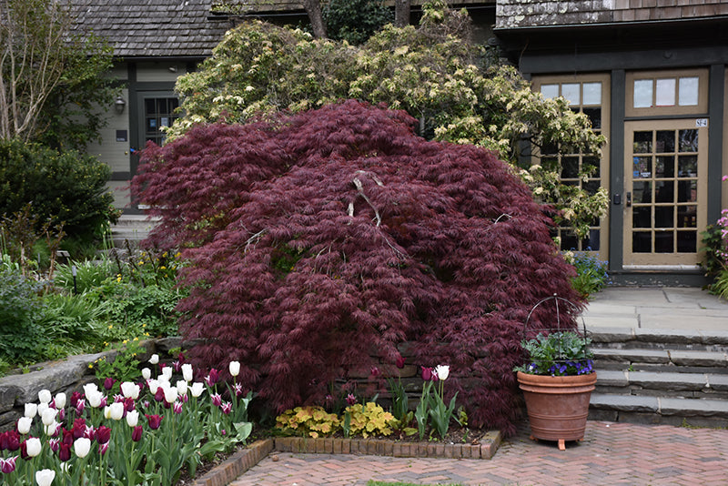 Tamukeyama-Japanese-Maple