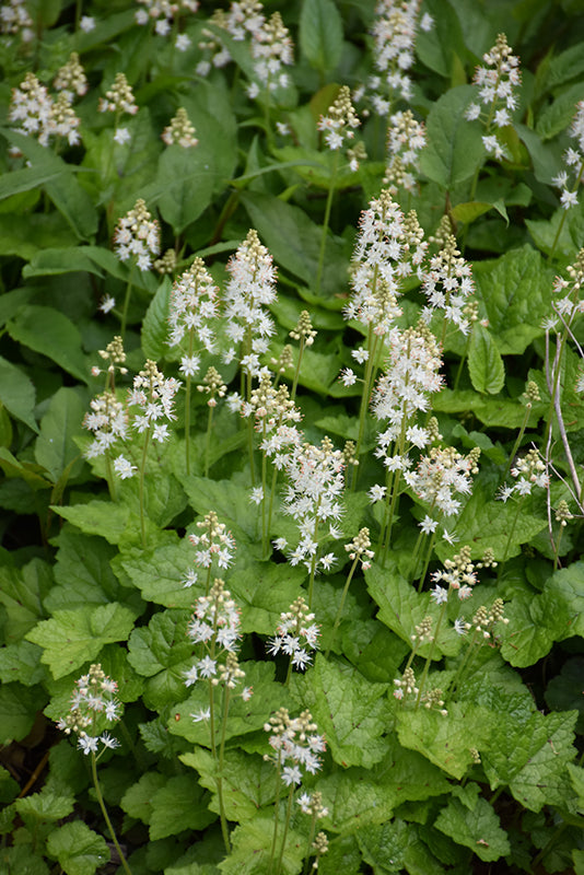 Creeping-Foamflower