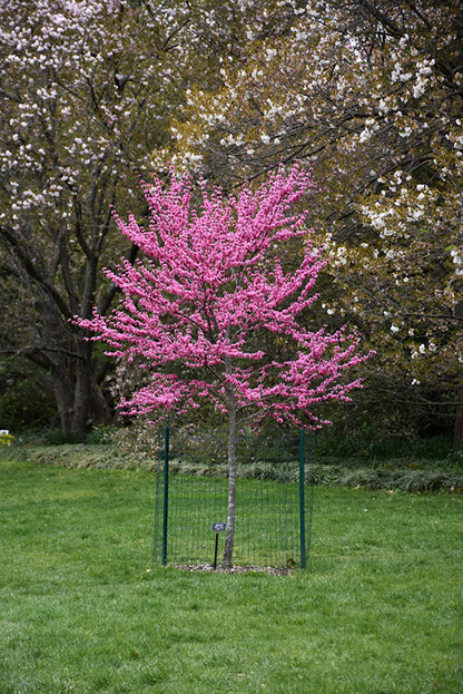 Appalachian Red Redbud