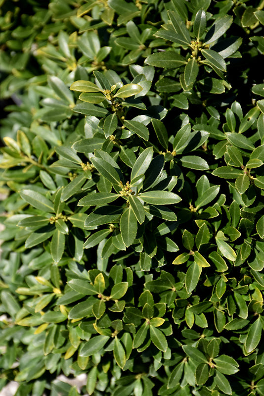 Hoogendorn-Japanese-Holly