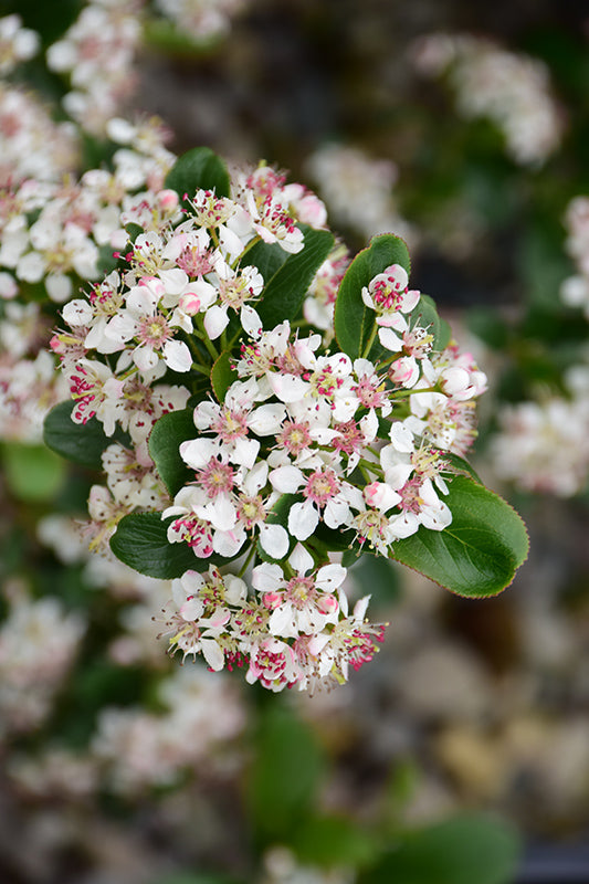 Low Scape Mound® Aronia