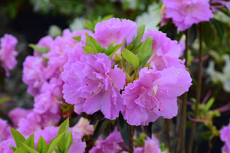 Elsie Lee Azalea