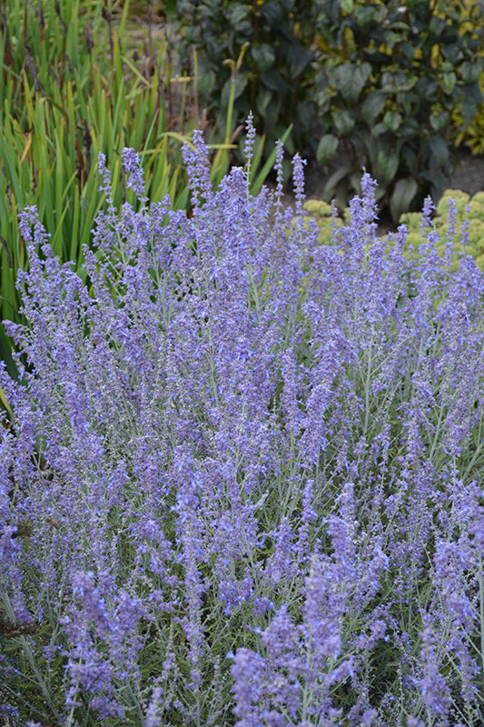 Blue-Jean-Baby-Russian-Sage