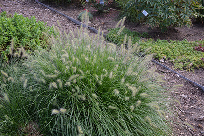 Little-Bunny-Dwarf-Fountain-Grass