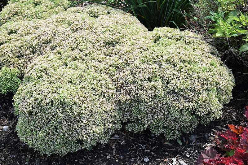 Rock-'N-Round&trade;-Bundle-Of-Joy-Stonecrop