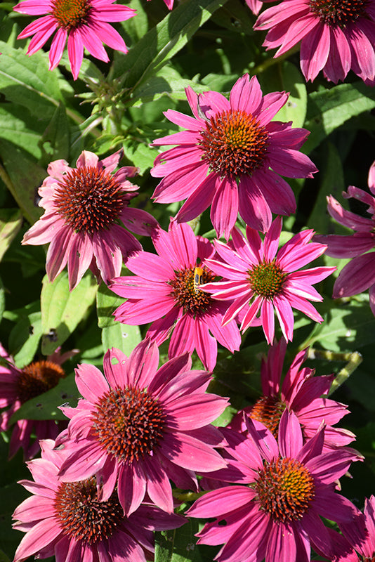 PowWow Wild Berry Coneflower (#1)