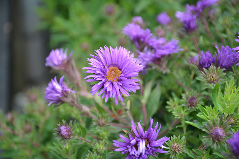 Grape Crush® New England Aster (#1)