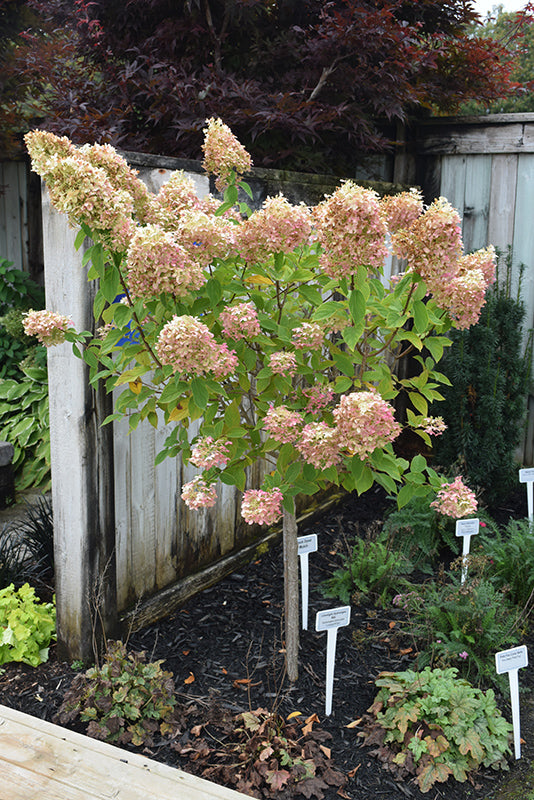 Limelight Hydrangea (Standard Tree Form)