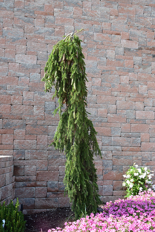 Weeping-Norway-Spruce