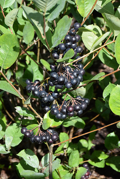 Viking-Chokeberry