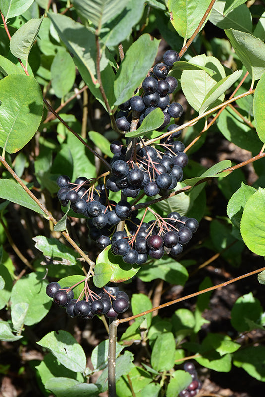 Viking-Chokeberry