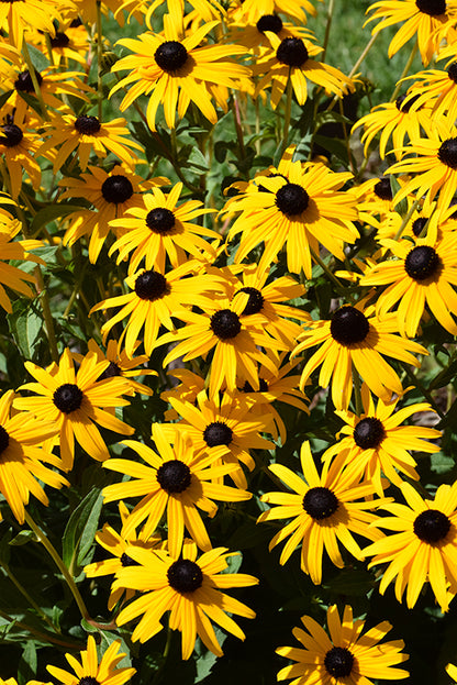 Goldsturm-Coneflower