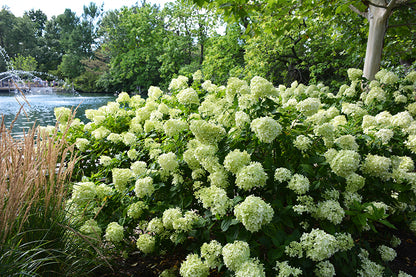 Little Lime® Hydrangea