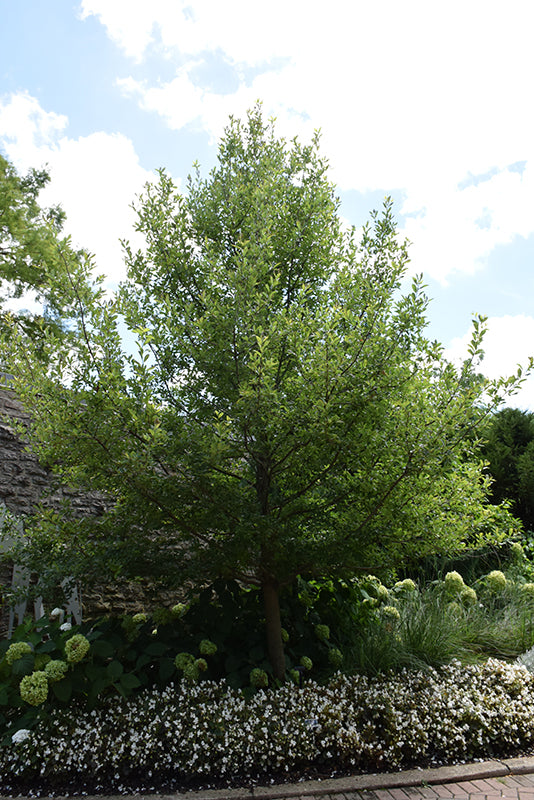 Green-Gable-Black-Gum