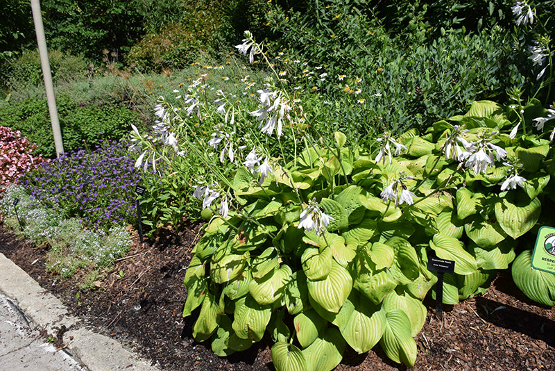 Guacamole Hosta (#2)