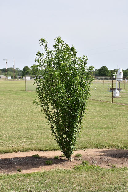 White Pillar Rose of Sharon (Standard Tree Form)