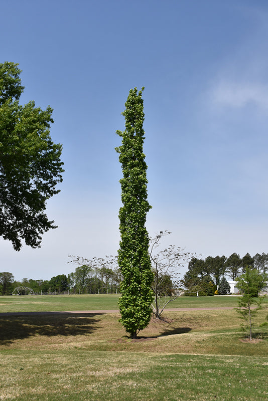 Slender-Silhouette-Sweet-Gum