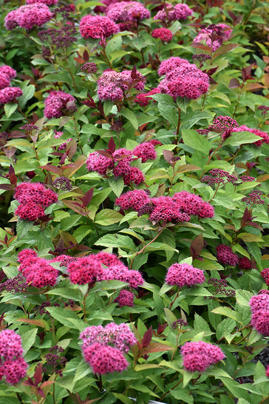 Double Play Doozie® Spirea