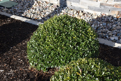 Strongbox®-Inkberry-Holly